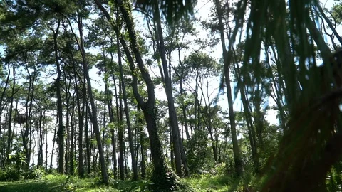 Forest trees and sunlight dolly moving low angle shot Stock Footage 100619088
