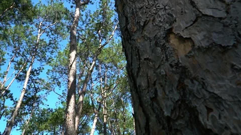Forest trees and sunlight dolly moving low angle shot Stock Footage 100619165