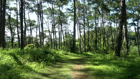 Forest trees and sunlight dolly moving low angle shot Stock Footage 100619390