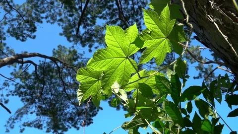 Forest trees and sunlight dolly moving low angle shot Stock Footage 107170260