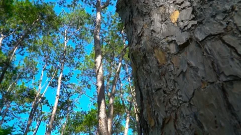 Forest trees and sunlight dolly moving low angle shot Stock Footage 108729012