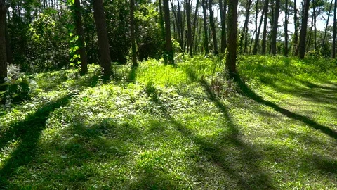 Forest trees and sunlight dolly moving low angle shot Stock Footage 108729297