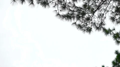 Forest trees and sunlight dolly moving low angle shot Stock Footage 111639143