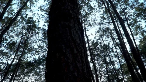 Forest trees and sunlight dolly moving low angle shot Stock Footage 112351900