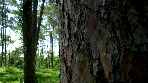 Forest trees and sunlight dolly moving low angle shot Stock Footage 112826839