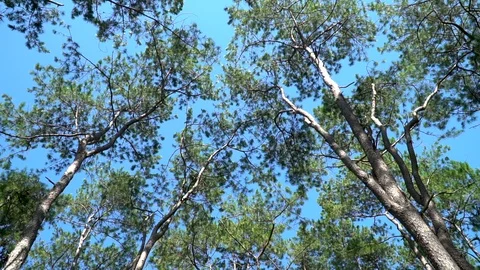 Forest trees and sunlight dolly moving low angle shot Stock Footage 112828258