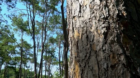 Forest trees and sunlight dolly moving low angle shot Stock Footage 112828794