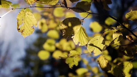 Forest trees and sunlight Stock Footage 87601444