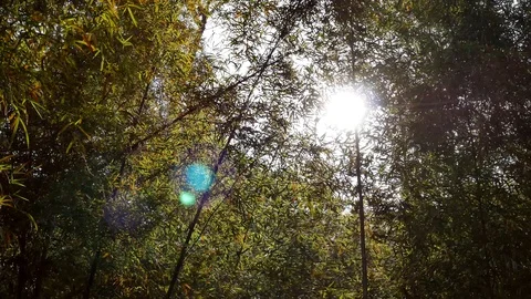 Forest trees and sunlight. The sun's rays through the needles. Stock Footage 102156468