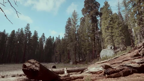 Forest Trees and Trunk Clearing Stock Footage 255743766