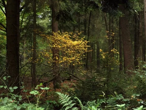 Forest with trees and yellow leafs in autumn Stock Footage 342339495