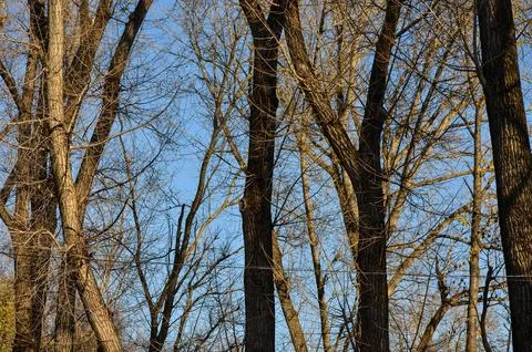 A forest with trees that are bare and brown.  Stock Photos