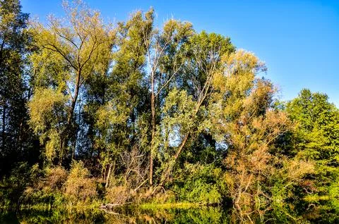 A forest with trees that are mostly green and some brown Stock Photos