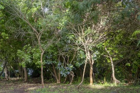Forest with trees that are mostly green and brown Stock-Fotos