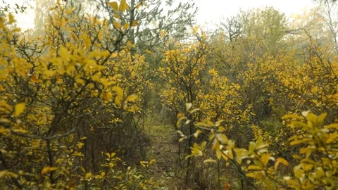 Forest with trees that are yellow and brown Stock Footage 309769221