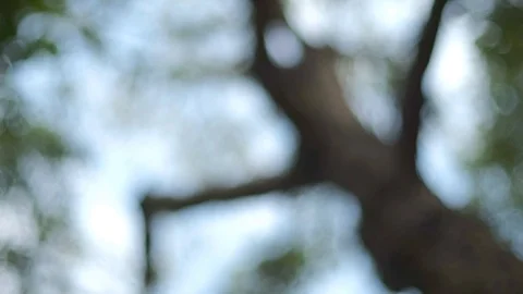 Forest trees in autumn at day Stock Footage 123216348