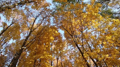 Forest trees in autumn Stock Footage 104583964