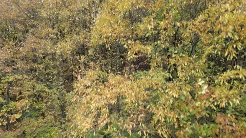 Forest trees autumn Stock Footage 239277854