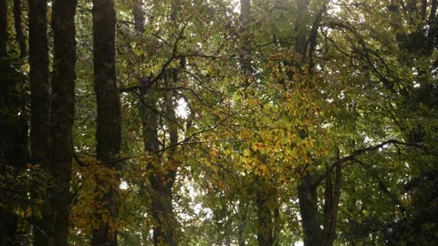 Forest Trees in Autumn. Stock Footage 254522517