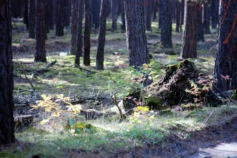 Forest, trees, autumn Stock Photos
