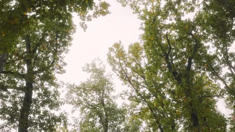 Forest with trees in the background and a clear blue sky Stock Footage 303994679
