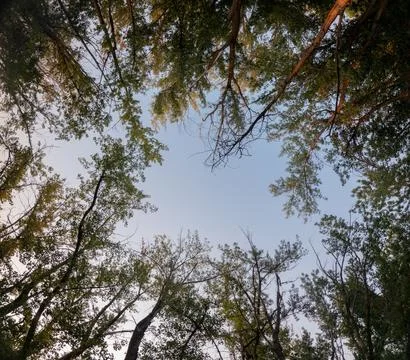 A forest with trees in the background and a clear blue sky Stock-Fotos
