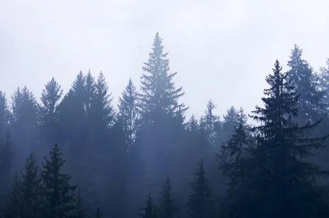 A forest with trees in the background and a cloudy sky Stock Photos