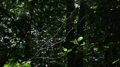 Forest trees background215 動画素材 1068471