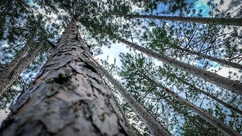 Forest Trees Bark Perspective Stock Photos