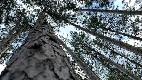 Forest Trees Bark Perspective Unedited Stock Photos