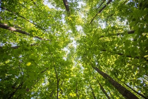 Forest trees from bellow 스톡 사진