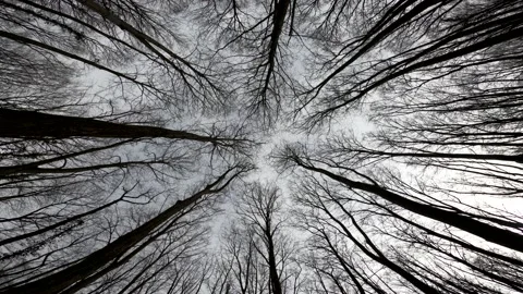 Forest trees bending on windy day Stock Footage 148326211