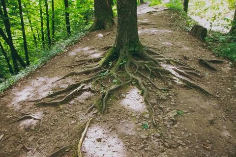 Forest trees with big strong roots Stock Photos