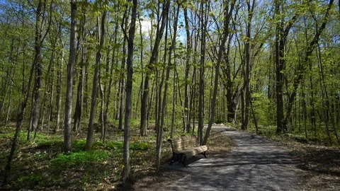 Forest Trees Blossoming During Spring Season in Quebec, Canada Stock Footage 90002537