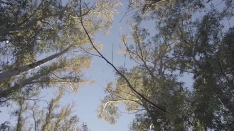 Forest Trees blowing in the wind. 動画素材 145376638