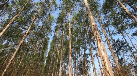 Forest trees with blue sky Vidéo 33663429