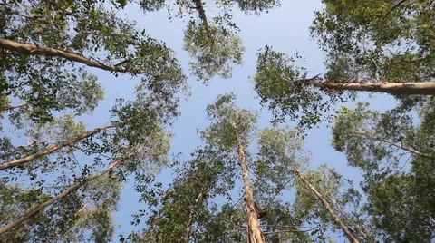 Forest trees with blue sky Stock Footage 33664186