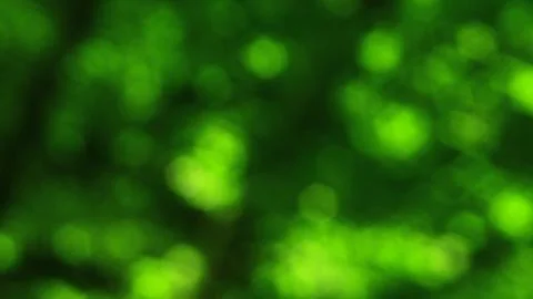 Forest trees blurred effect green photo background Stock Photos