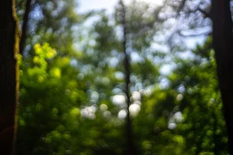 Forest Trees Bokeh Dark Green Nature Background Photo Stock Photos