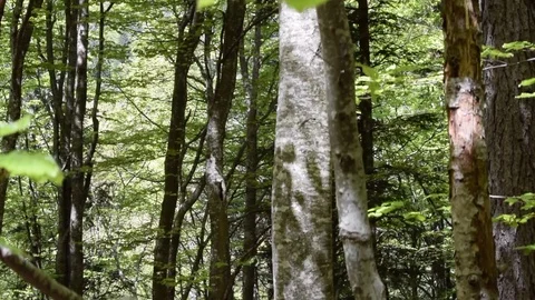 Forest trees bottom up animation Stock Footage 106975836