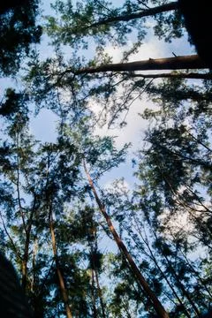 Forest trees bottom view 写真素材