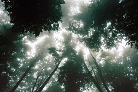 Forest trees branches background. Stock Photos