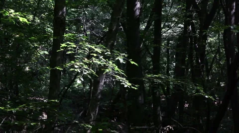 Forest trees breeze background1 스톡 동영상 1068631