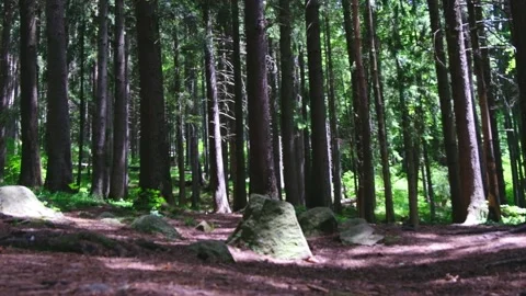 Forest trees on bright sunny day. Pine forest Stock Footage 156955593