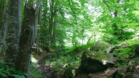 Forest trees on bright sunny summer day. Wild forest with rocks background Stock Footage 157455198