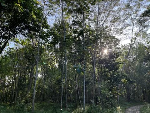 Forest with trees, bushes and sunlight on the background. Stock Photos