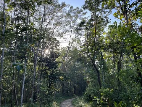 Forest with trees, bushes and sunlight on the background. Stock Photos