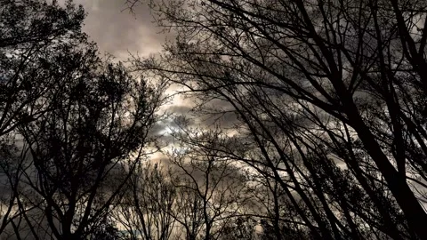 Forest Trees Canopy Silhouette Sky Landscape, Stock Footage 238362428
