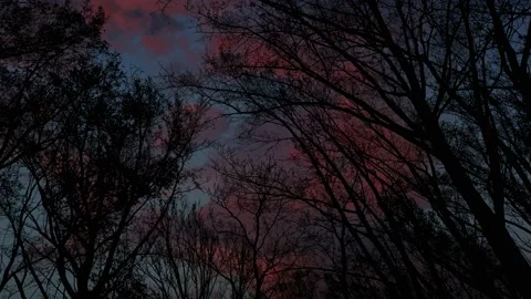 Forest Trees Canopy Silhouette Sky Landscape, 스톡 동영상 238413507