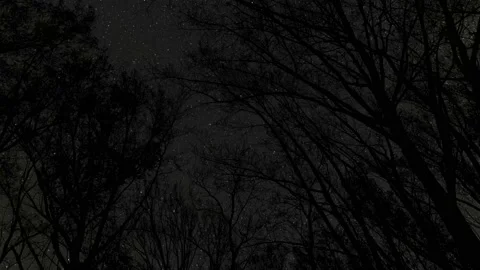 Forest Trees Canopy Silhouette Sky Lands... | Stock Video | Pond5